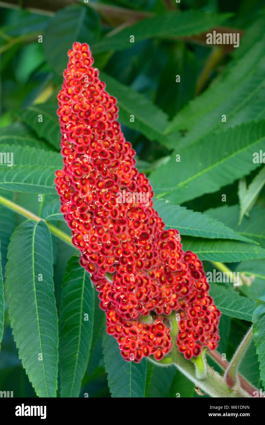 Sumac berries hires stock photography and images Alamy