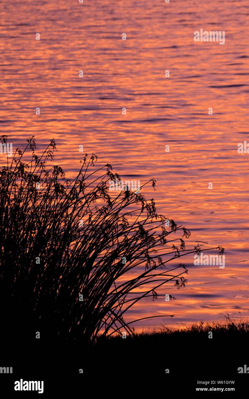 Batterson Park Pond bulrush dawn, Batterson Park Pond State Boat Launch, New Britain , Connecticut Stock Photo