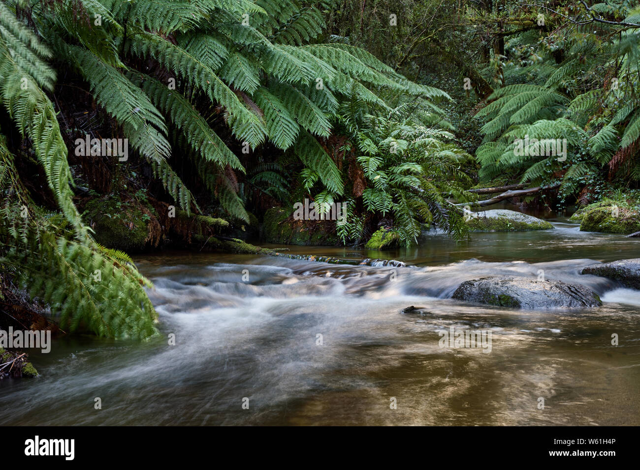 The Toorongo River is​ winding its way through a lush green landscape, surrounded by tree ferns and mountain forests. Stock Photo