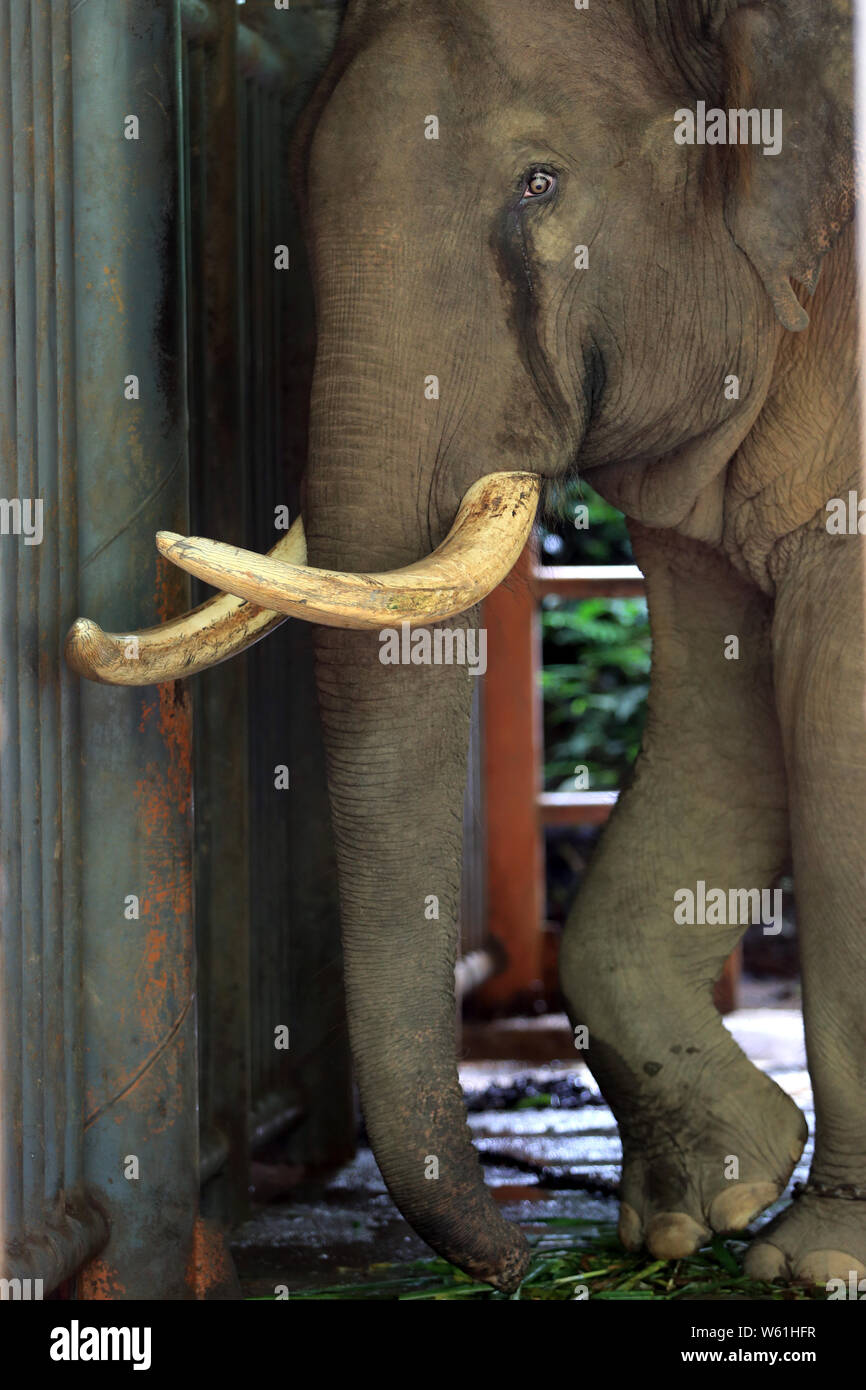 Yangniu, a 3-year-old Asian elephant, is undergoing a rehabilitation training at the Yunnan Asian Elephant Breeding and Rescue Center in Xishuangbanna Stock Photo