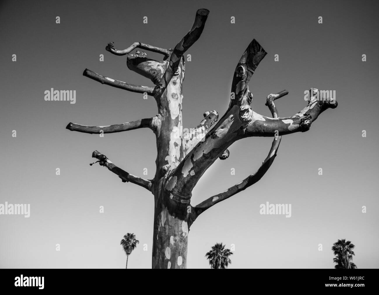 Freshly trimmed eucalyptus tree Stock Photo