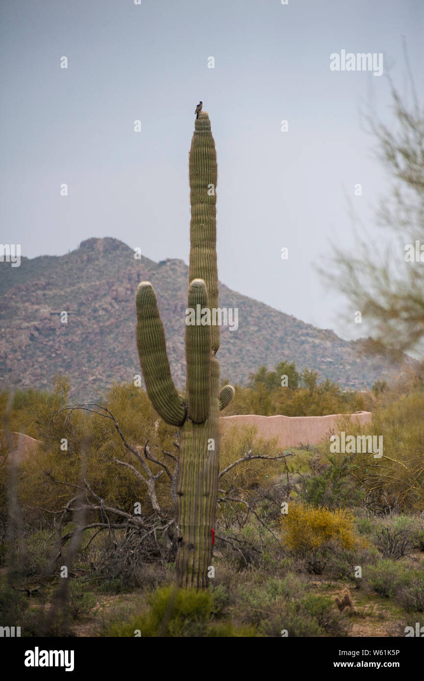 Saguaro cactus in the Arizona desert Stock Photo