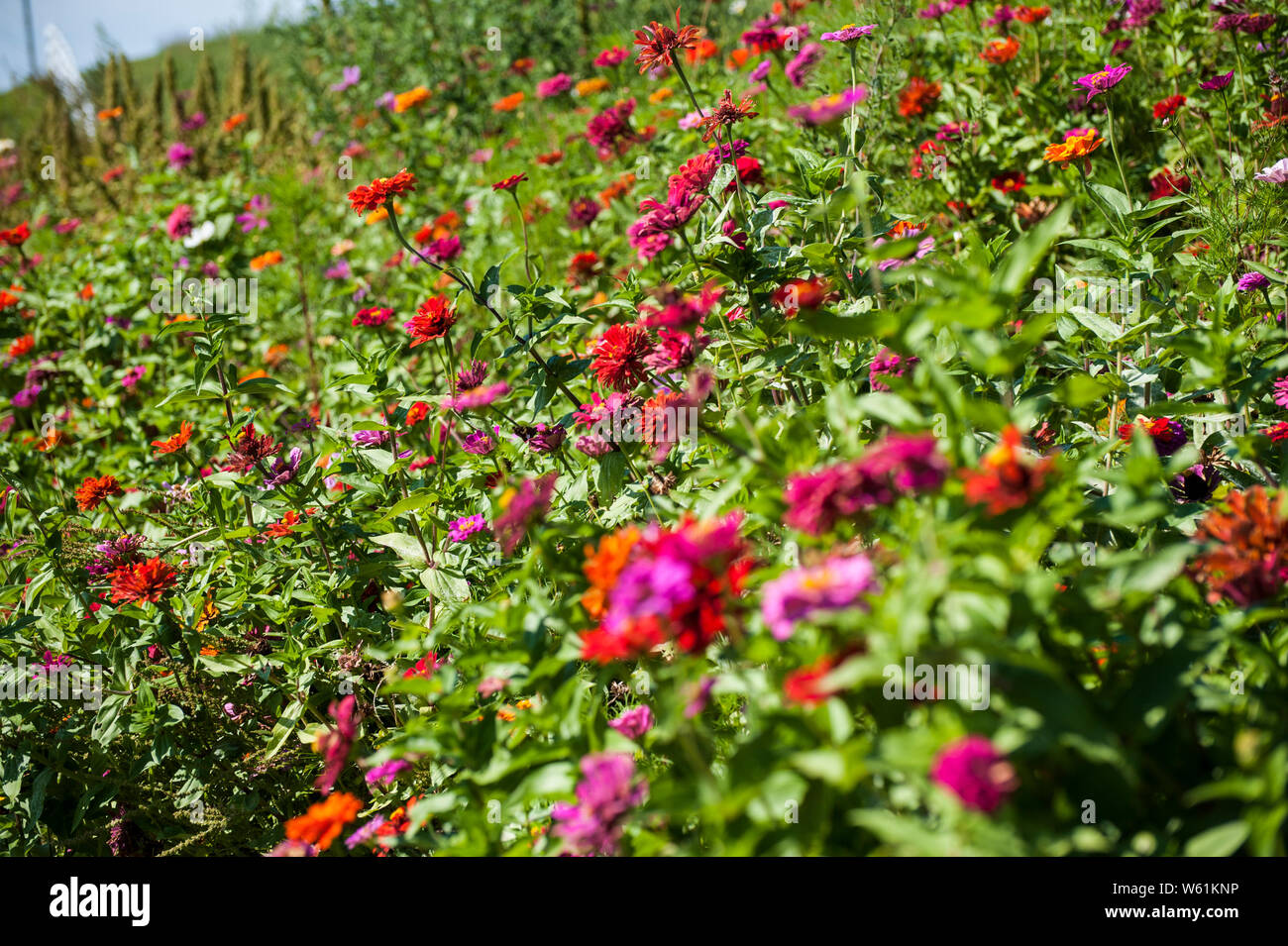 Lush field of daisies, mums and butterflies Stock Photo