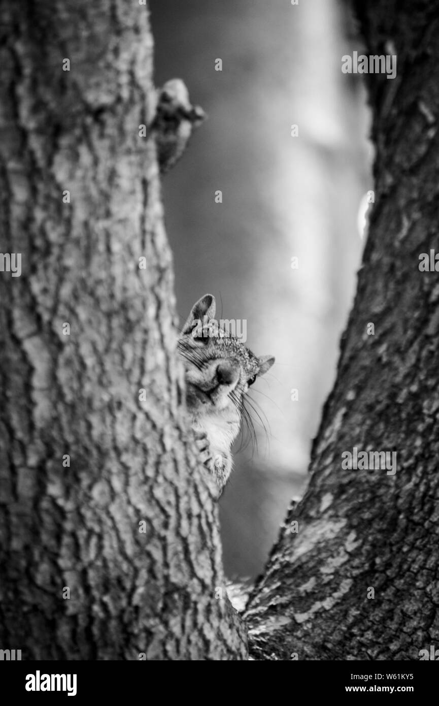 Squirrel peeking around tree limb with its foot sticking out Stock Photo