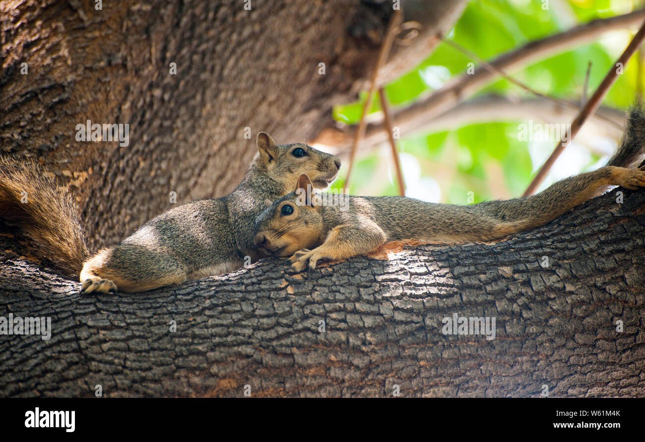 Two squirrels cuddle on a tree branch Stock Photo