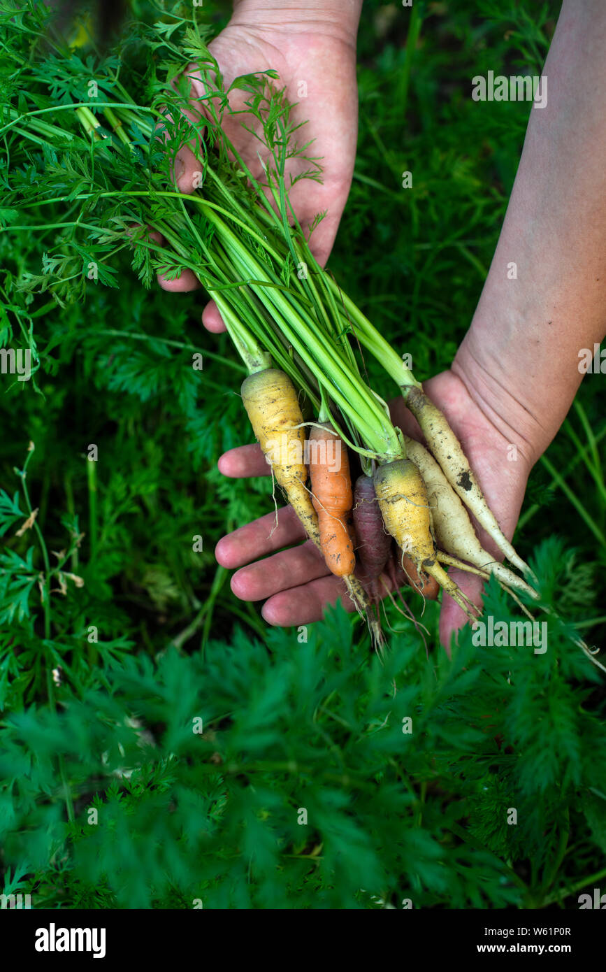 Carrots from small organic farm. Woman farmer hold multi colored carrots in a garden. Concept for bio agriculture. Stock Photo
