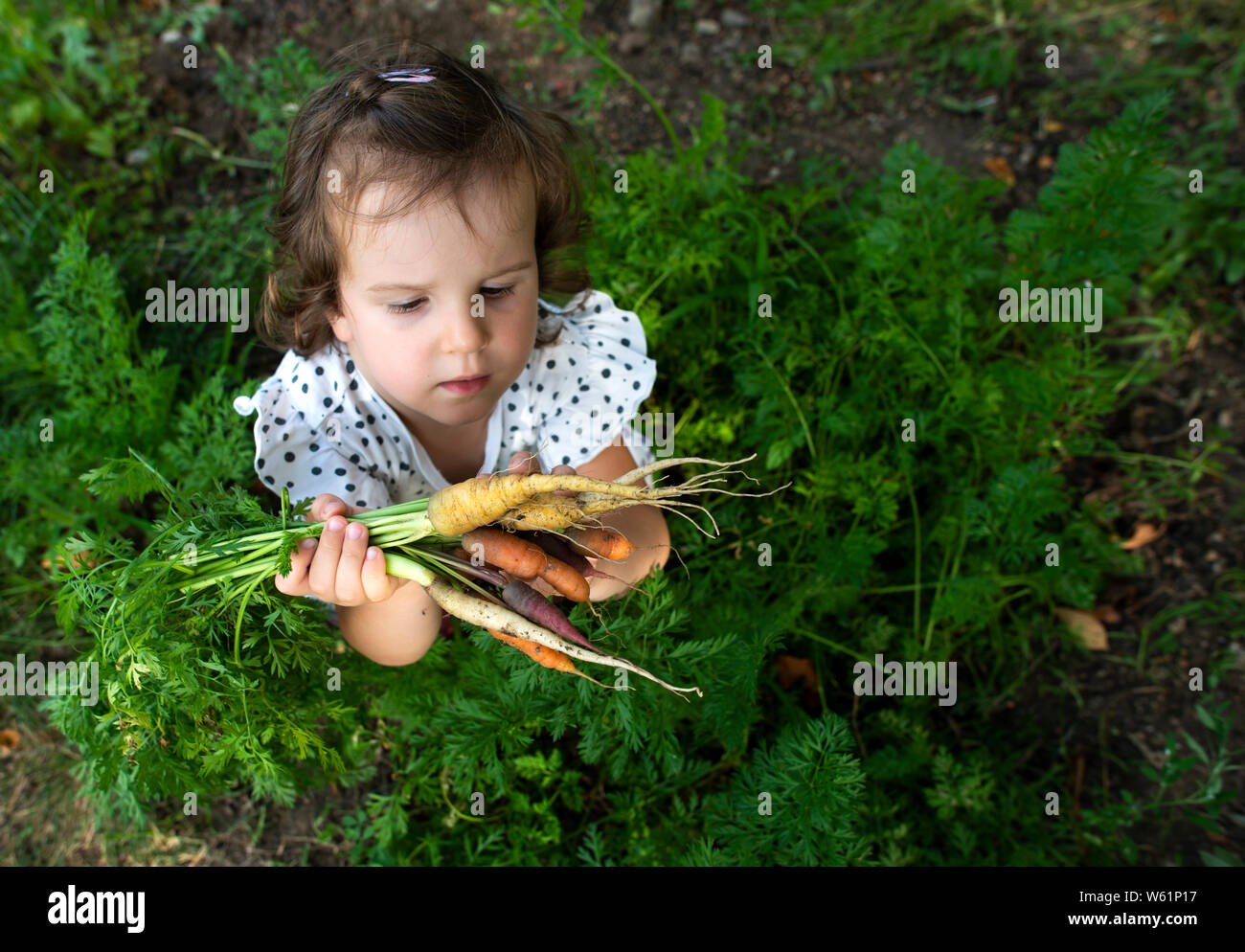 Carrots from small organic farm. Kid farmer hold multi colored carrots in a garden. Concept for bio agriculture. Stock Photo