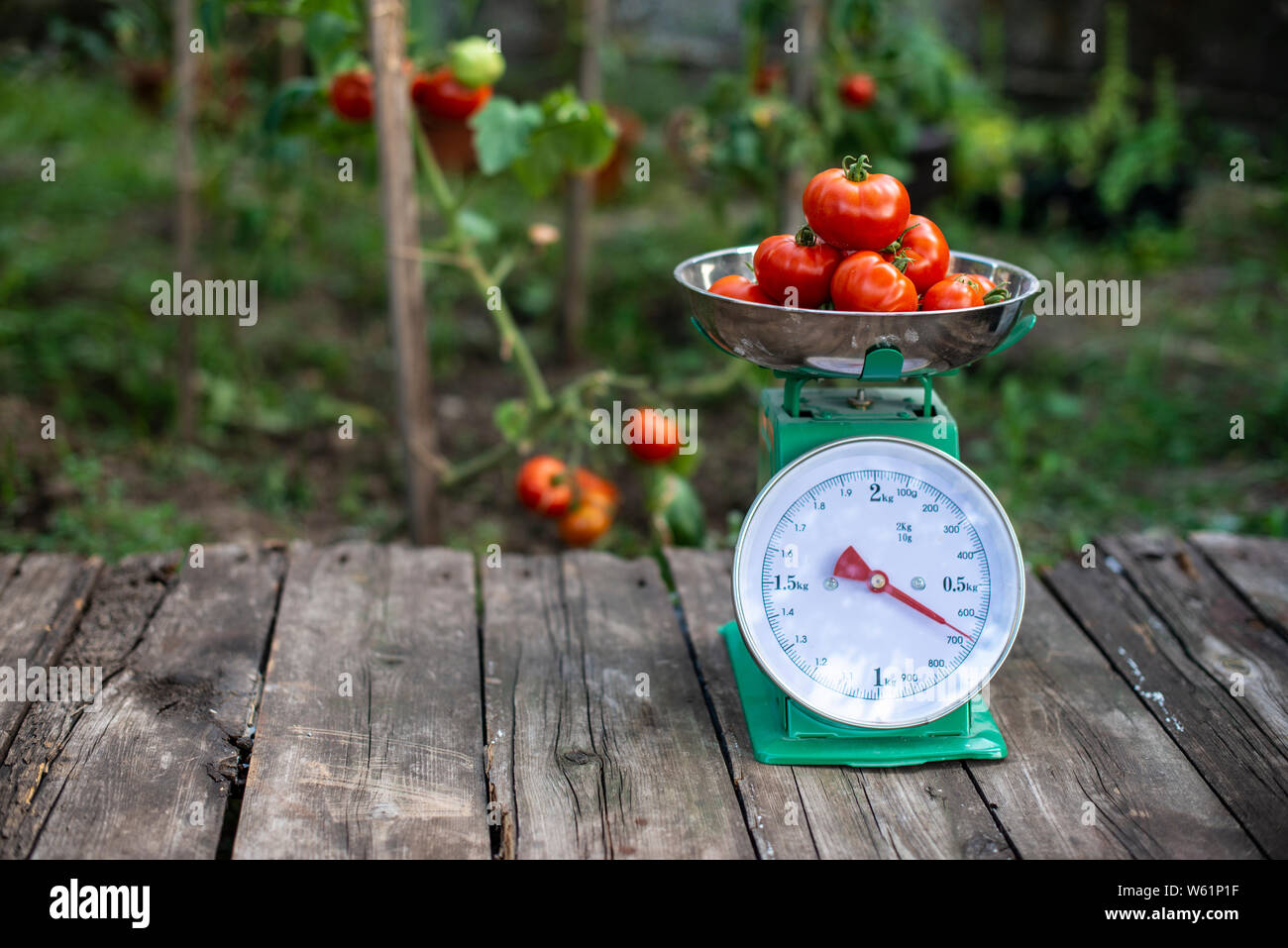 Tomatoes on scales in home organic garden. Measure tomatoes weight in