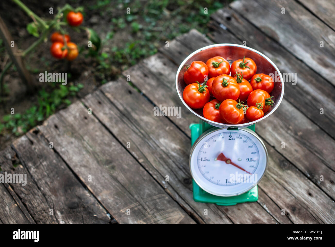 Tomatoes on scales in home organic garden. Measure tomatoes weight in