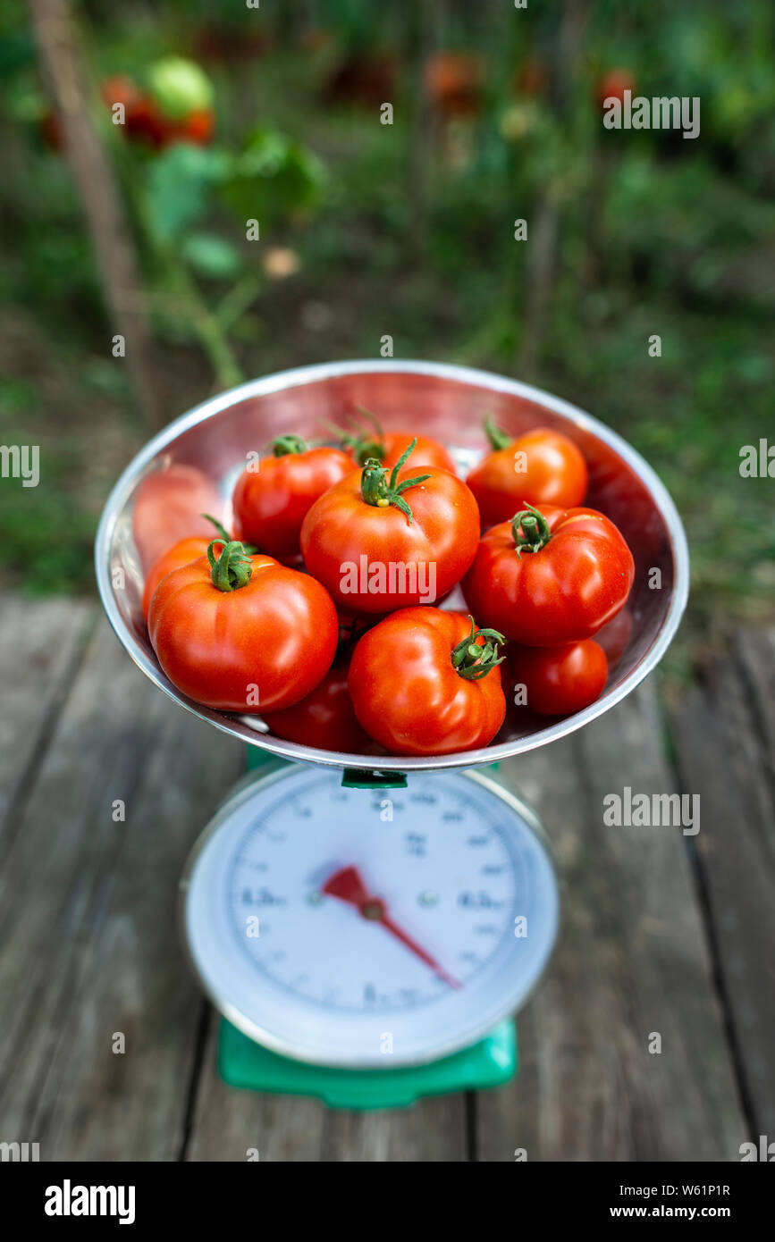 Tomatoes on scales in home organic garden. Measure tomatoes weight in