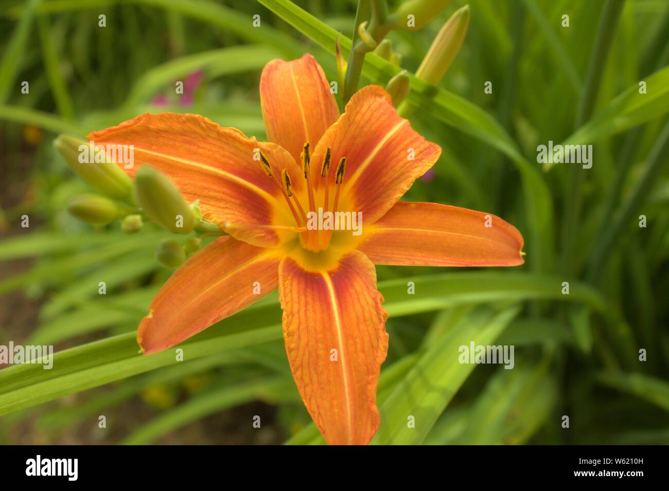 Looking Close At A Day Lily Bloom Stock Photo