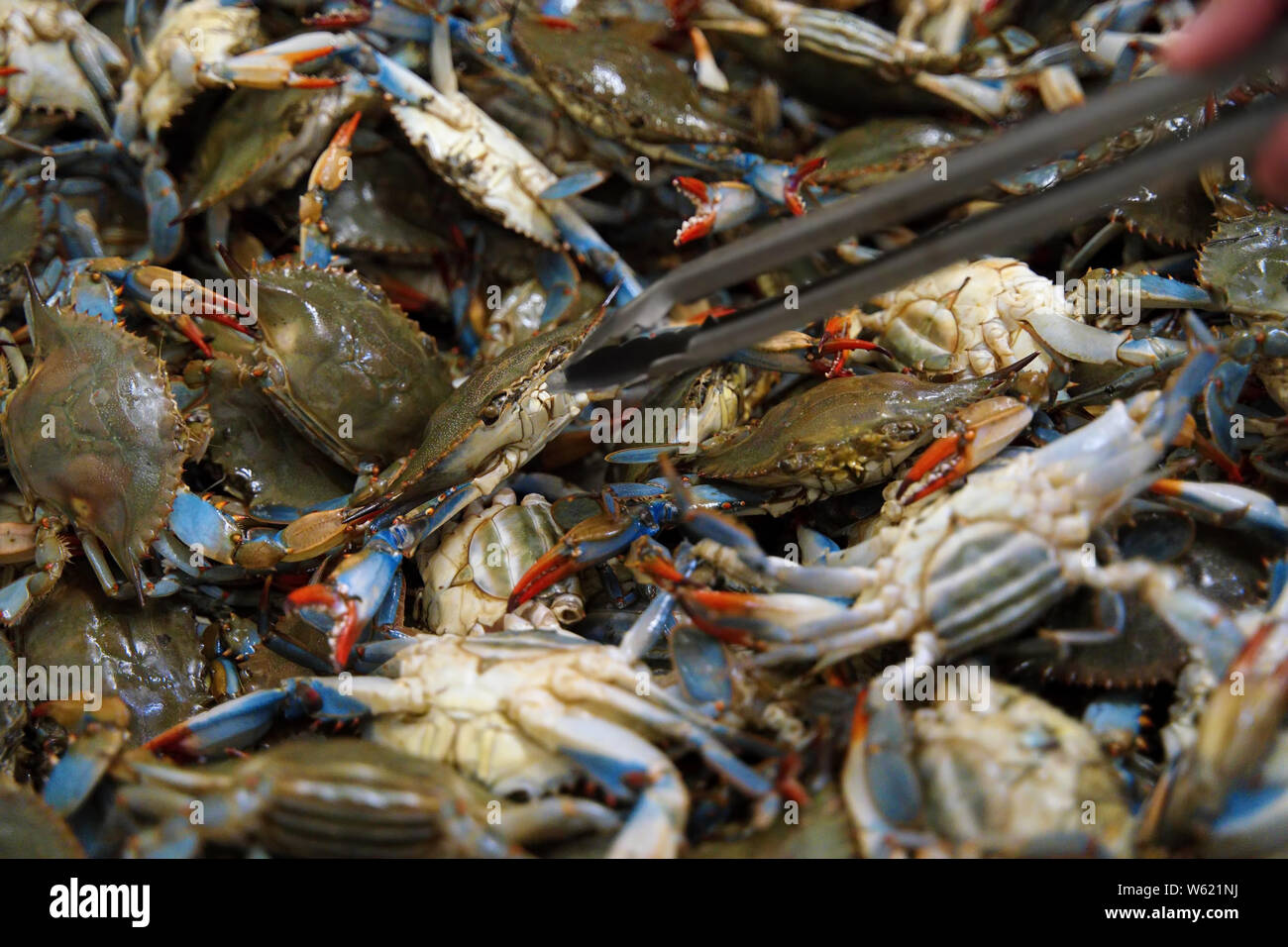 Crab tongs hires stock photography and images Alamy
