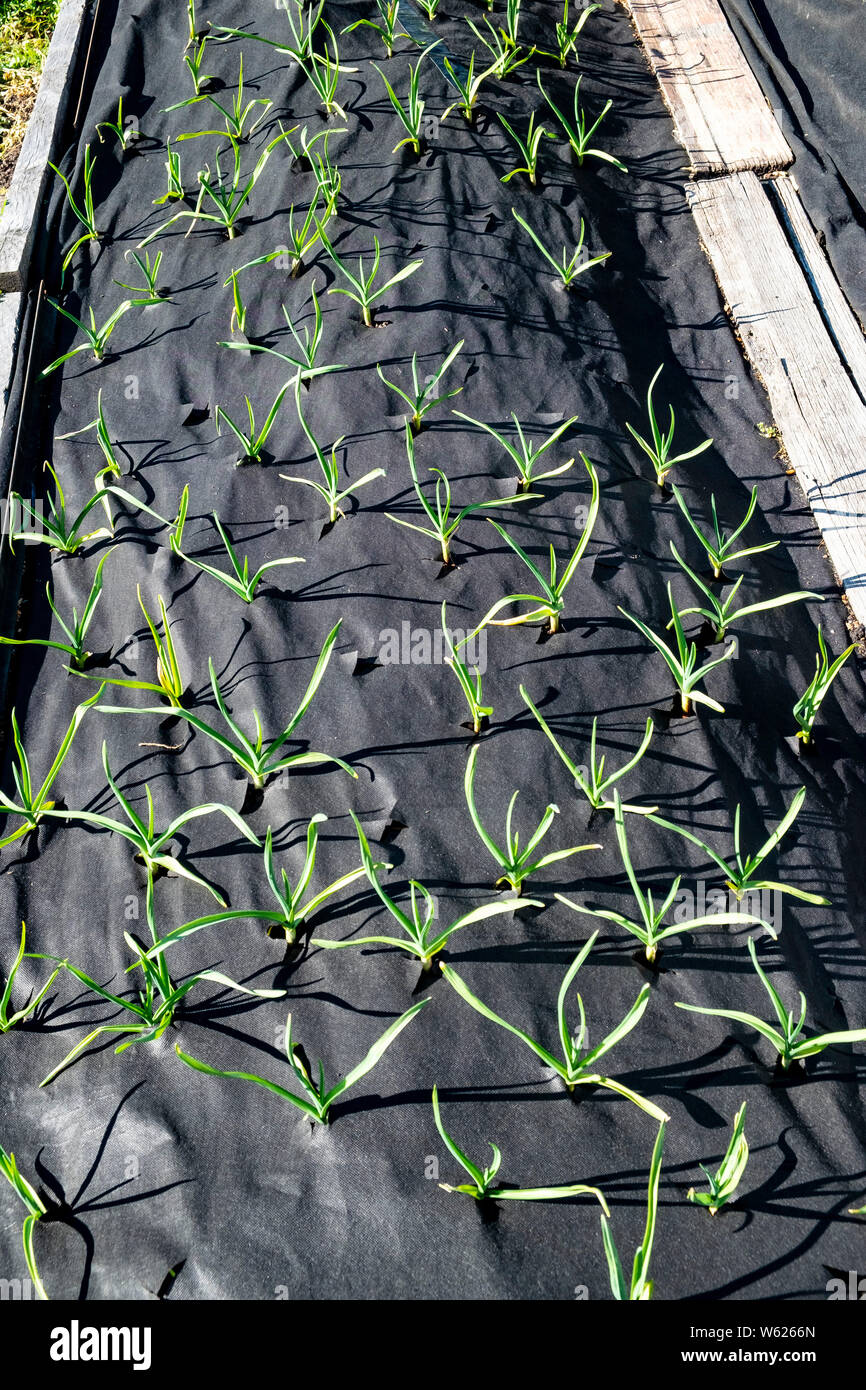 Young garlic plants protected from weeds by being grown through weed gunnel fabric Stock Photo