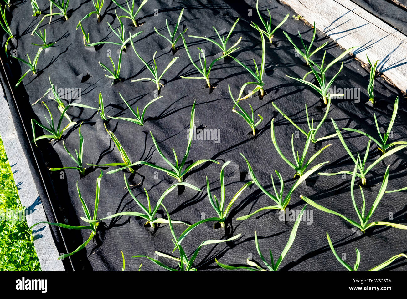 Young garlic plants protected from weeds by being grown through weed gunnel fabric Stock Photo