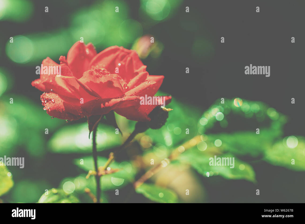 Vintage flower background. Red rose in the garden Stock Photo Alamy