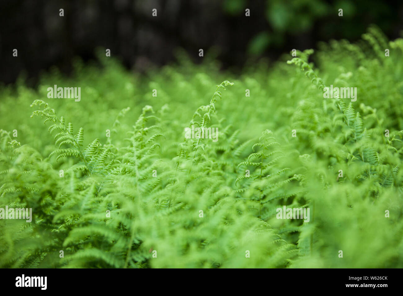 Pleasant island maine hires stock photography and images Alamy