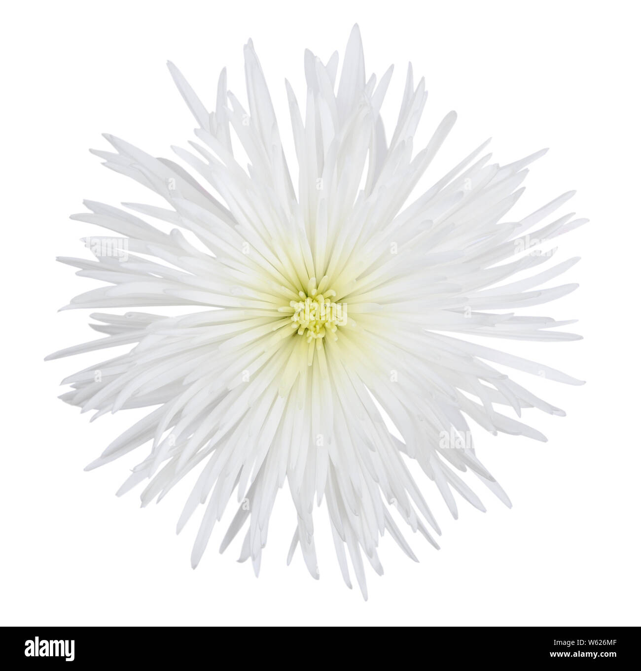 white spider mum isolated on white background Stock Photo - Alamy