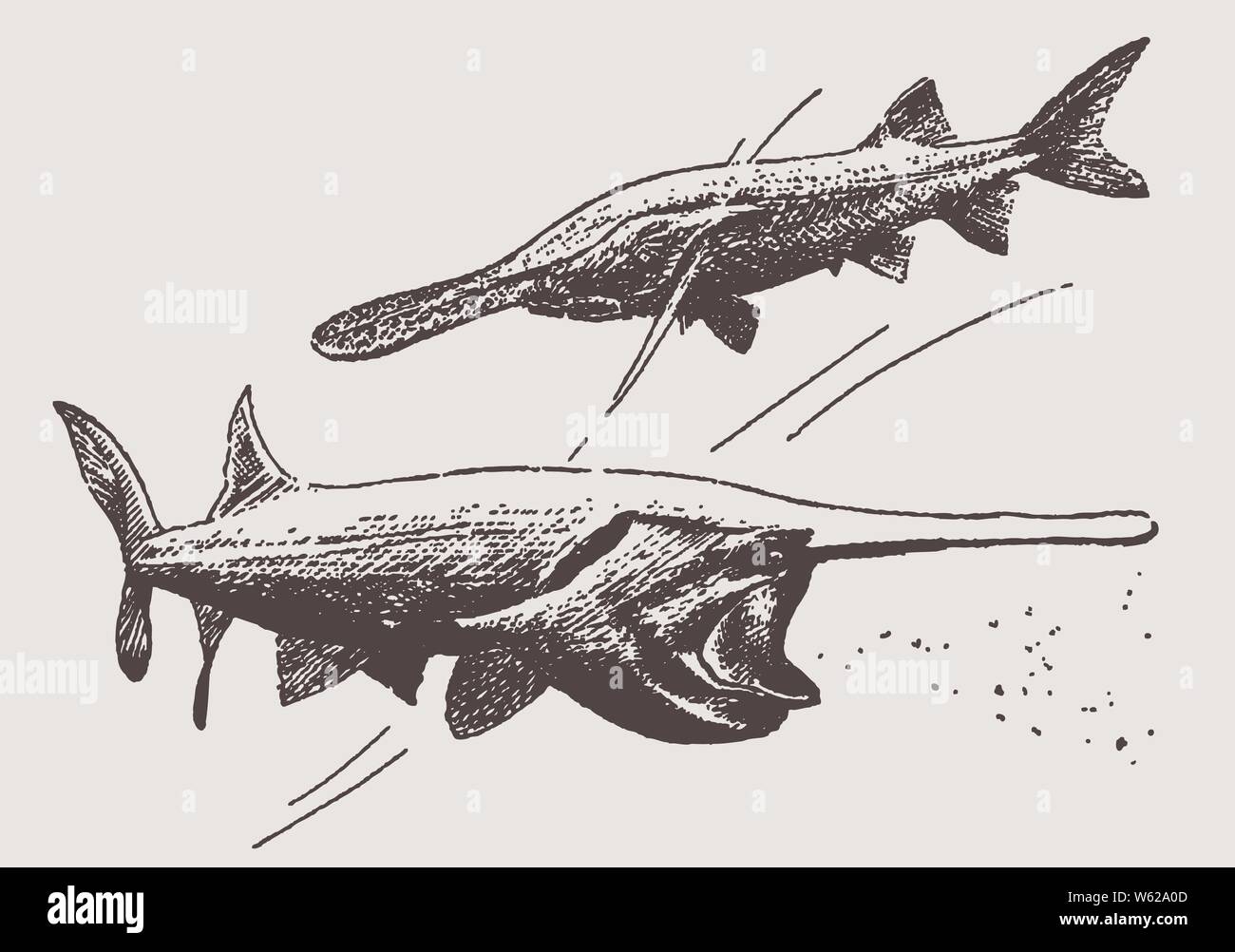 American paddlefish (polyodon spathula) swimming with wide open mouth, in order to eat zooplankton. Illustration after a historic engraving, early 20c Stock Vector