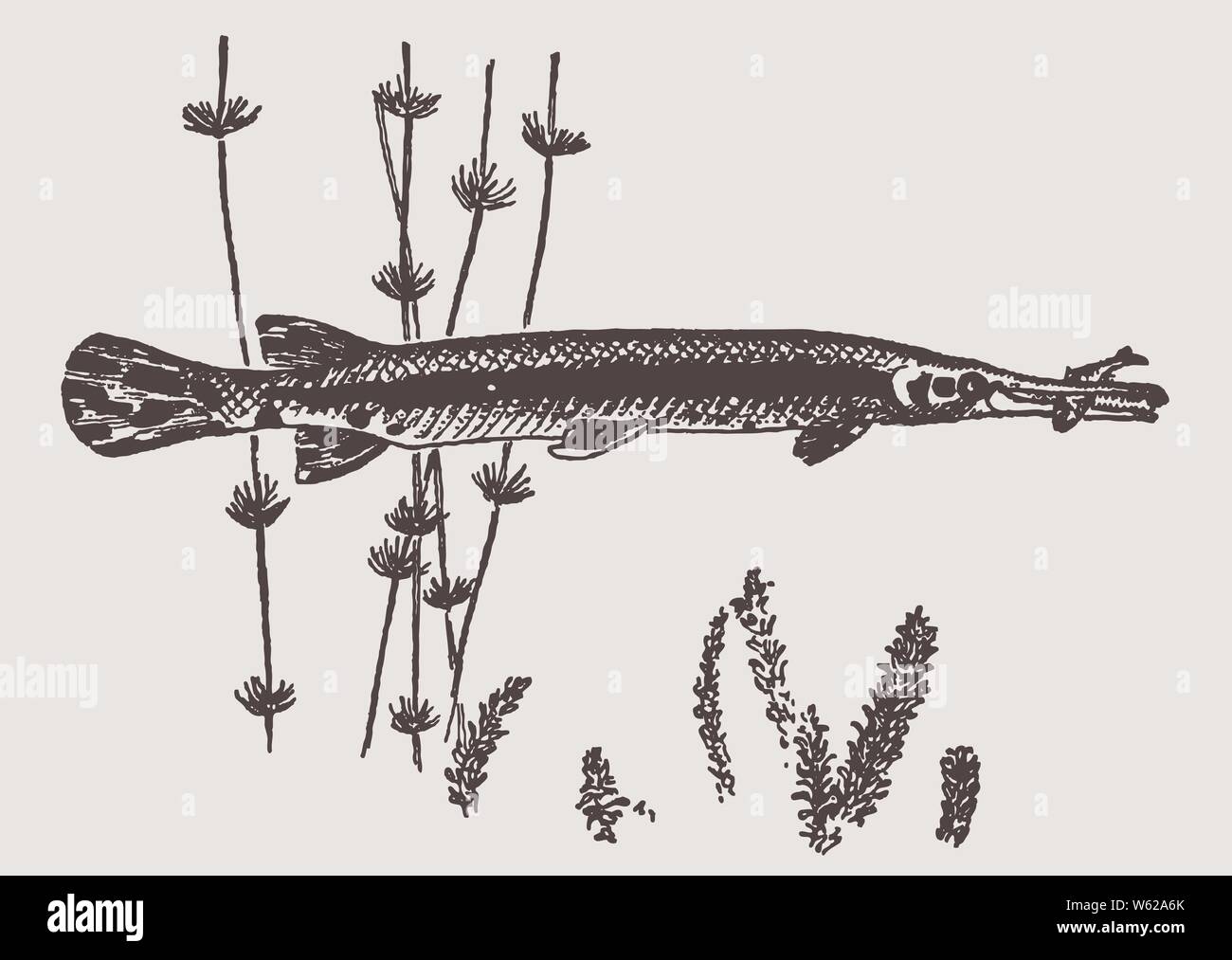 Longnose gar (lepisosteus osseus) has caught a small fish in its jaws. Illustration after a historic engraving from the early 20th century Stock Vector