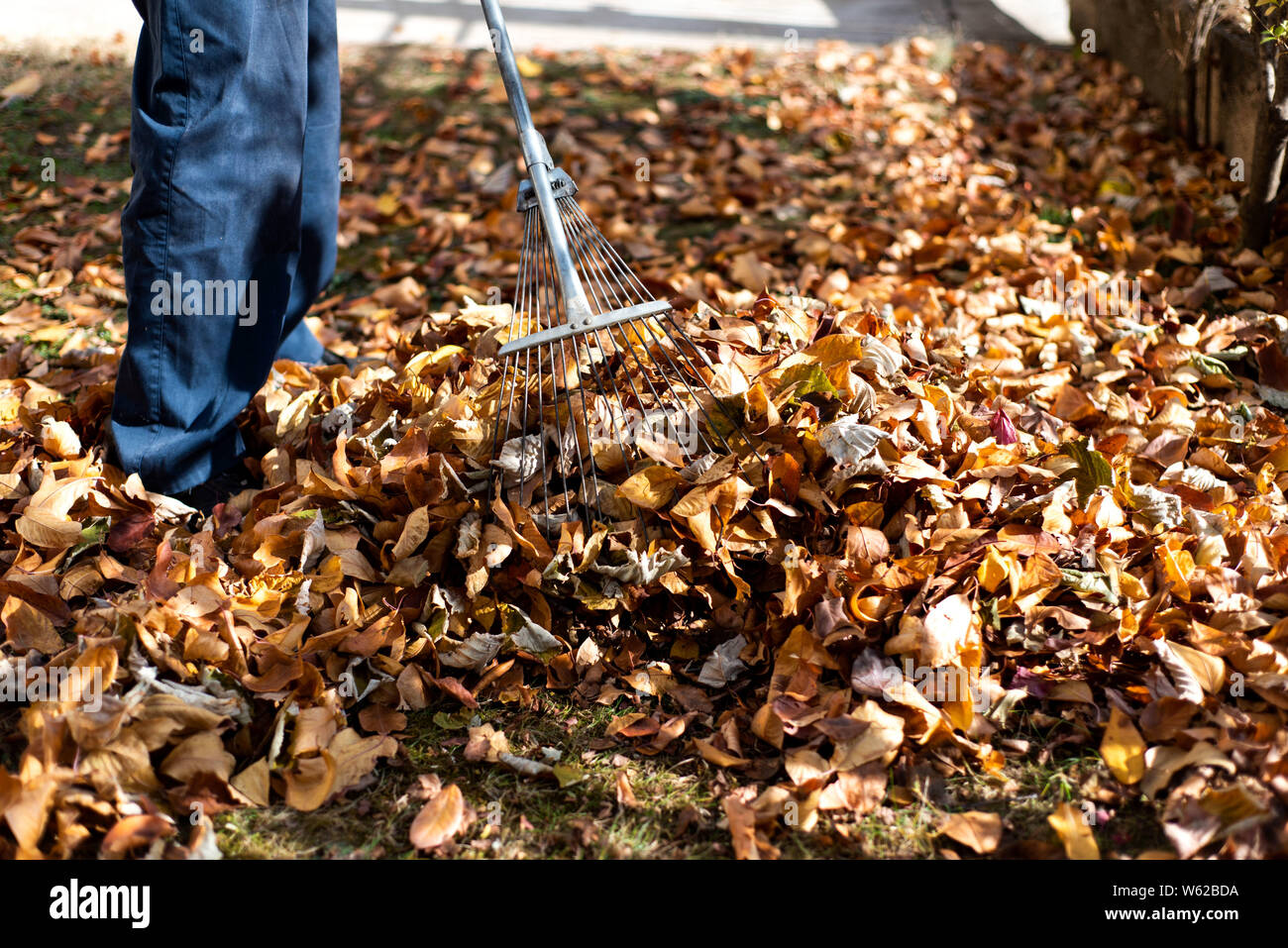 Man cleaning fallen autumn leaves in the backyard Stock Photo