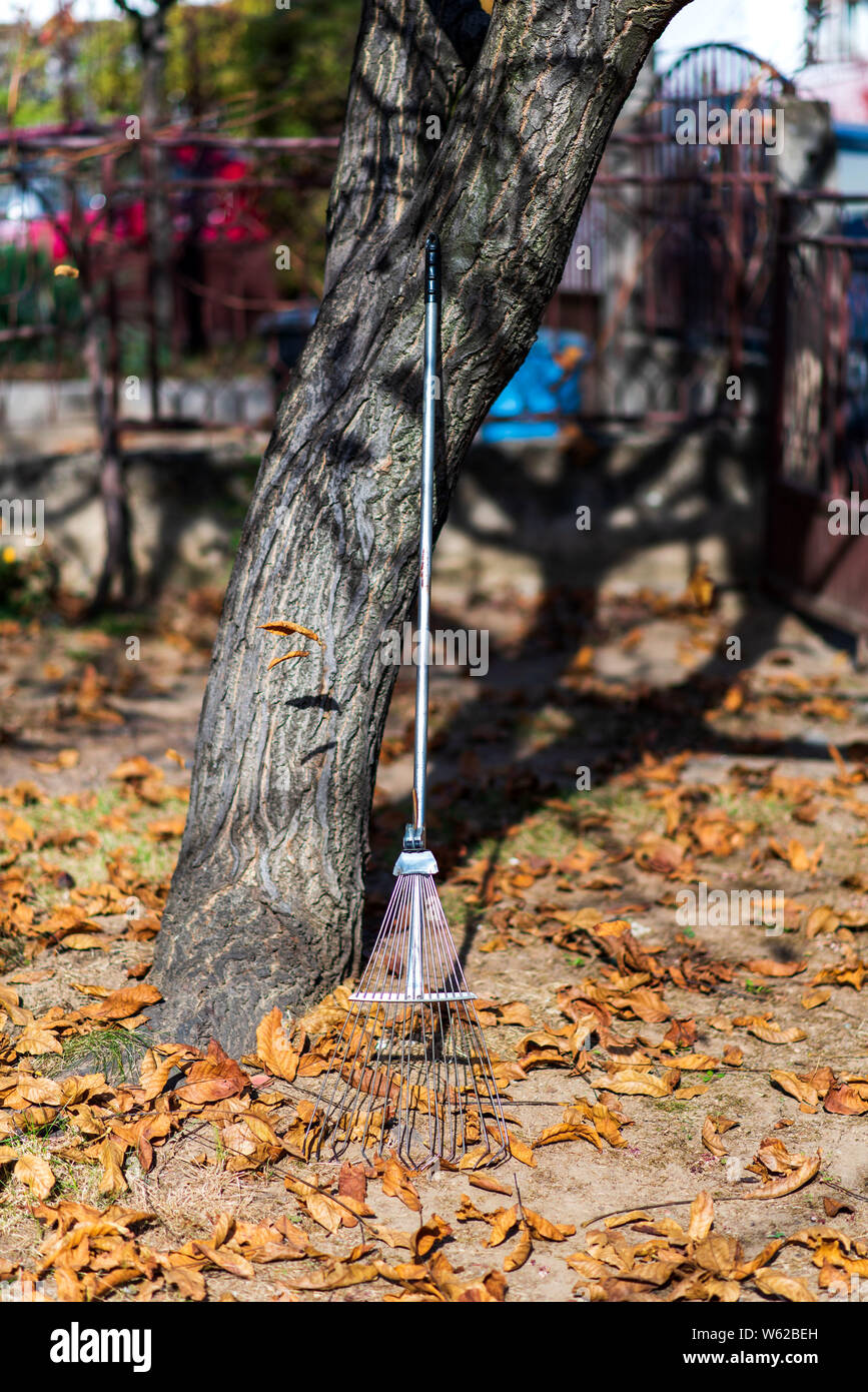 Fallen autumn leaves and a rake in the yard Stock Photo - Alamy
