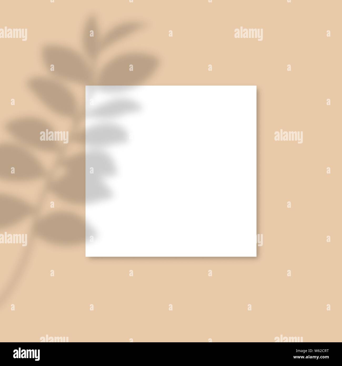 Square Paper Mockup with realistic shadows overlays leaf. Vector Shadow Of A Tropical Plant. Template Flyer, Poster, blank, social media post, logo template in a trendy style Stock Vector