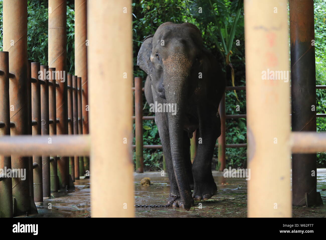 Yangniu, a 3-year-old Asian elephant, is undergoing a rehabilitation training at the Yunnan Asian Elephant Breeding and Rescue Center in Xishuangbanna Stock Photo