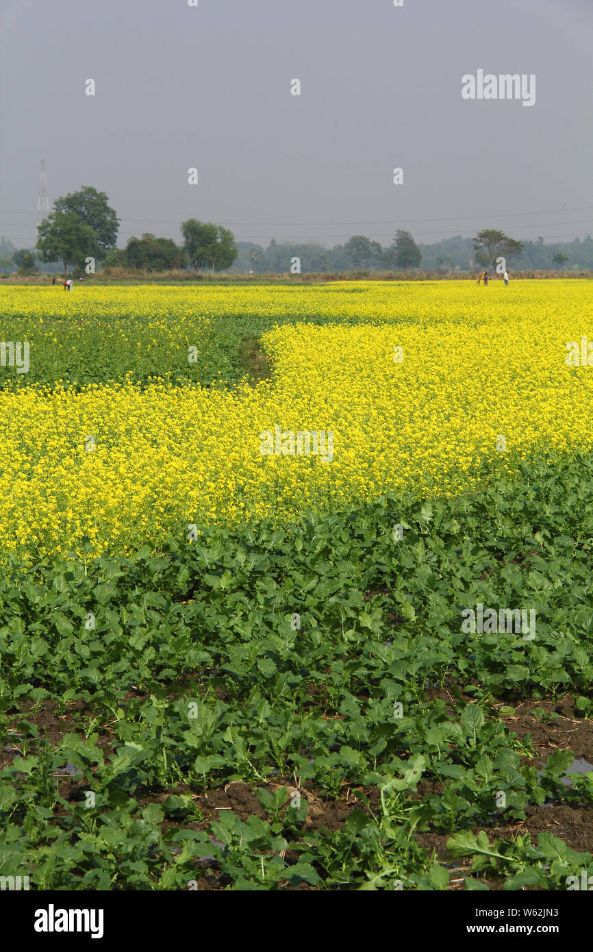 Mustard crop in a field Stock Photo Alamy