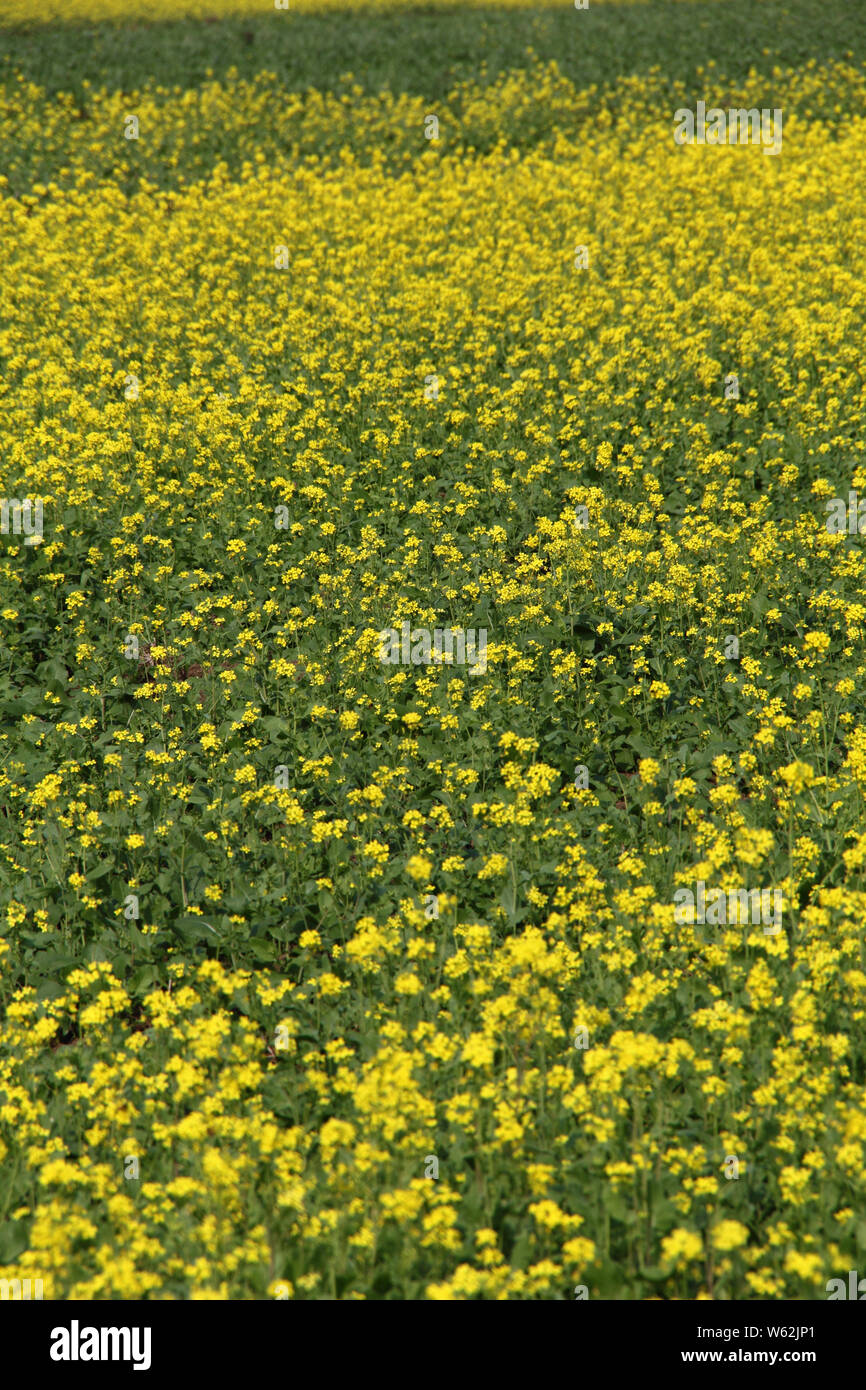 Mustard crop in a field Stock Photo Alamy