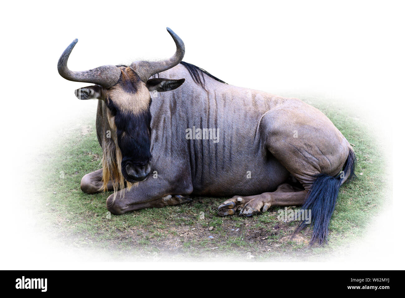 Wildebeest, Gnu,  facing forward lying on grass, isolated on white background Stock Photo