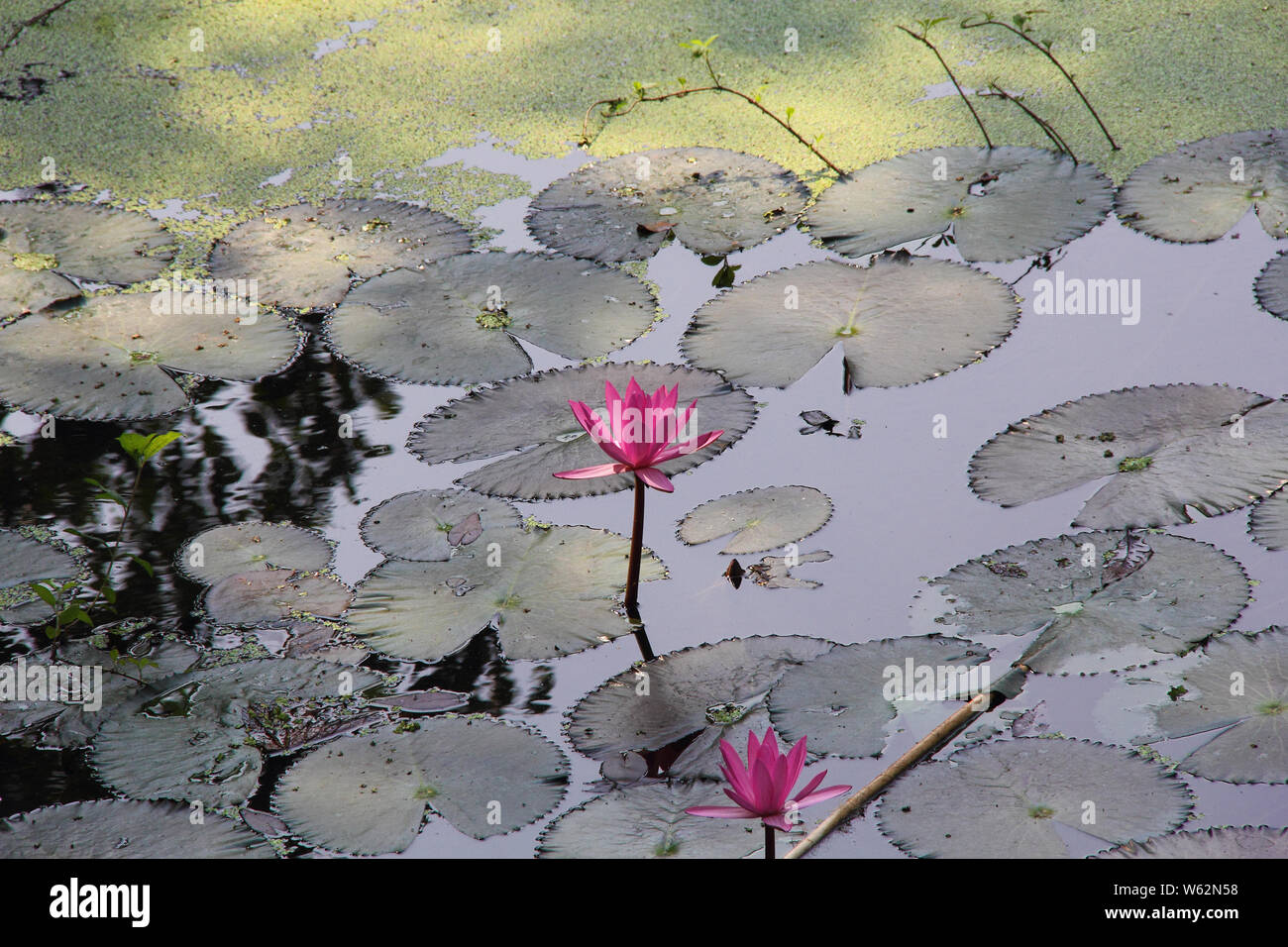 Pink lotus the national flower of india hi-res stock photography and ...