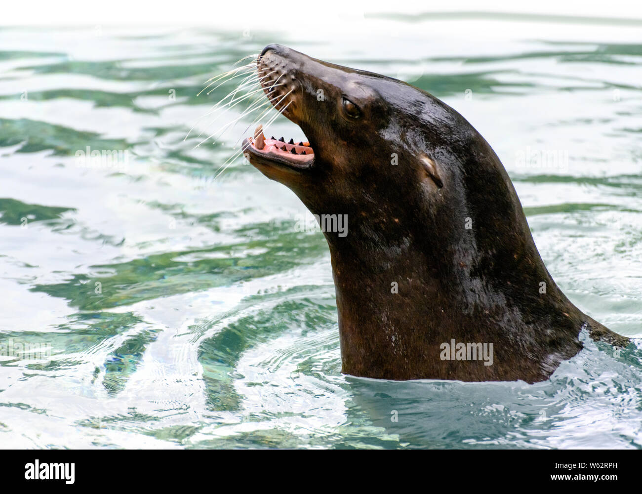 Closeup portrait of a California Sea Lion (Zalophus californianus) mouth open, barking Stock Photo