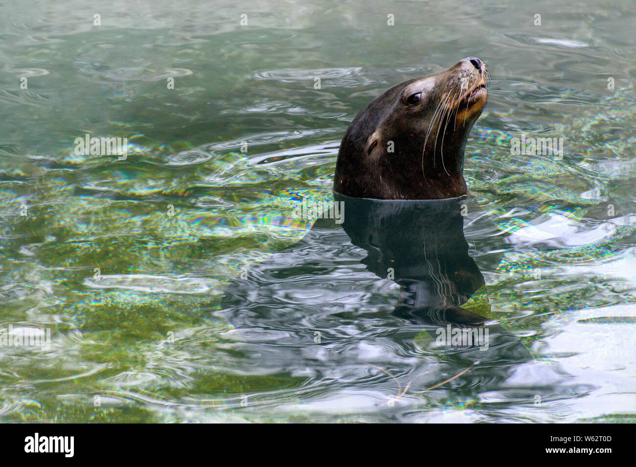 Closeup portrait of a California Sea Lion (Zalophus californianus) swimming Stock Photo