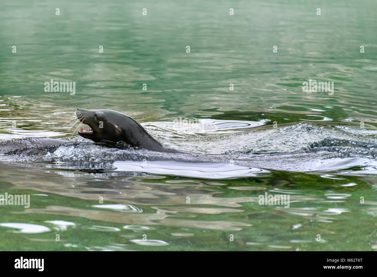 California Sea Lion (Zalophus californianus) swimming Stock Photo