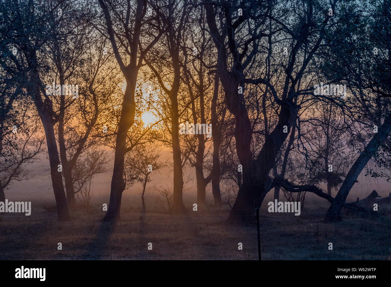 Backdrop Savannah Sunset High Resolution Stock Photography and Images ...