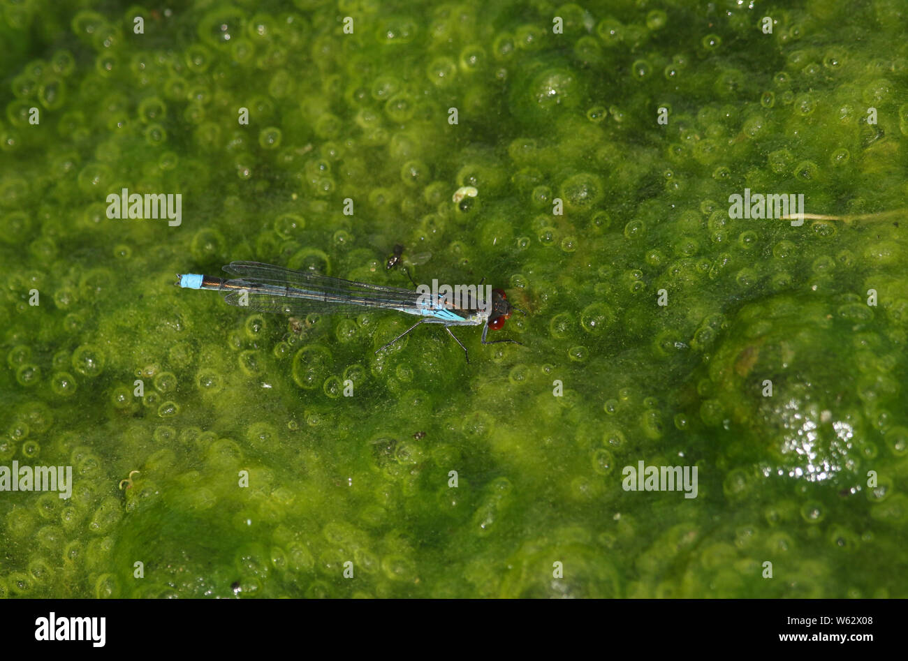 A stunning male Red-eyed Damselfly, Erythromma najas, perching on blanket weed floating on the surface of a lake. Stock Photo