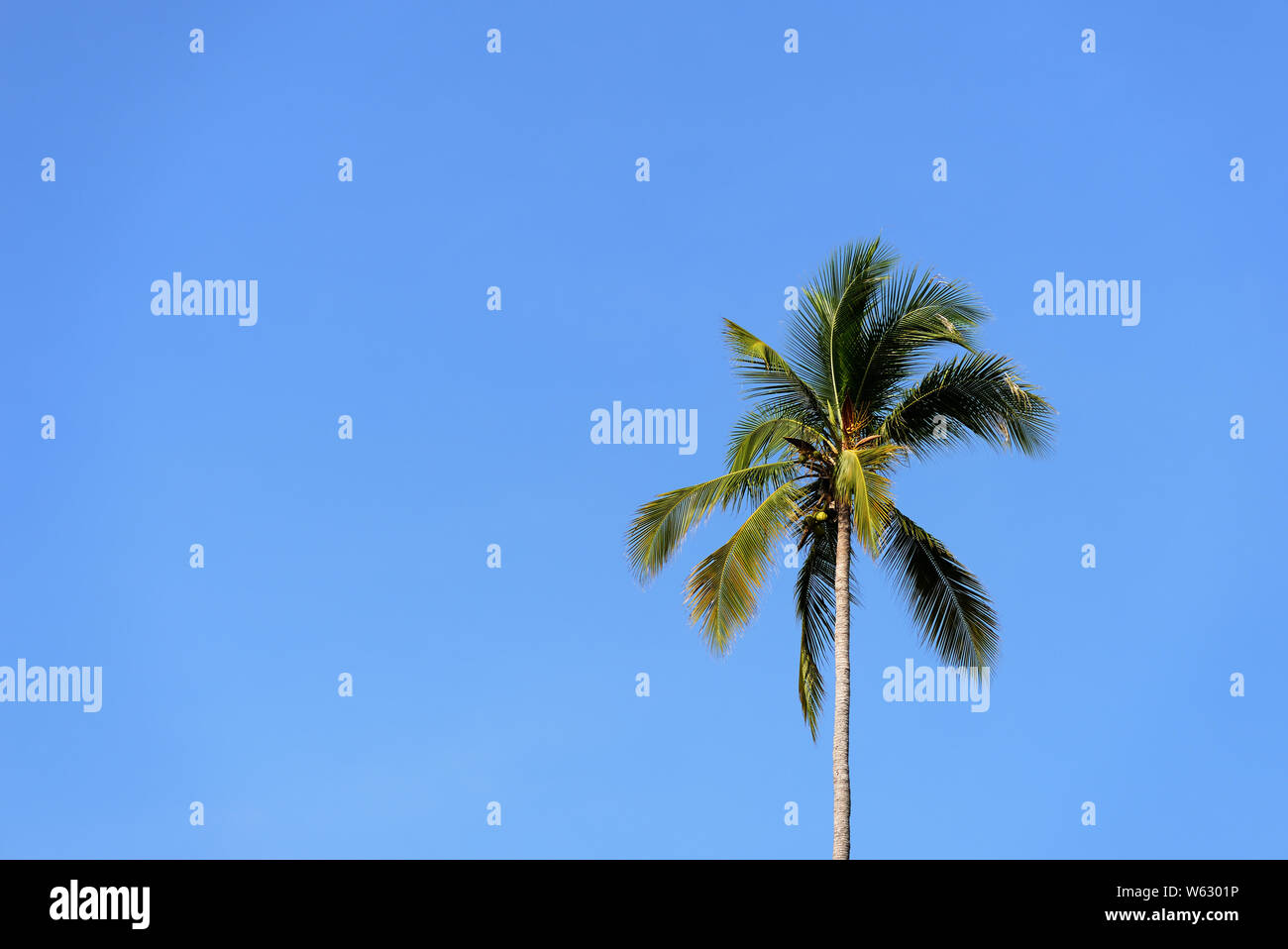 Palm tree on beach against clear sky hi-res stock photography and ...