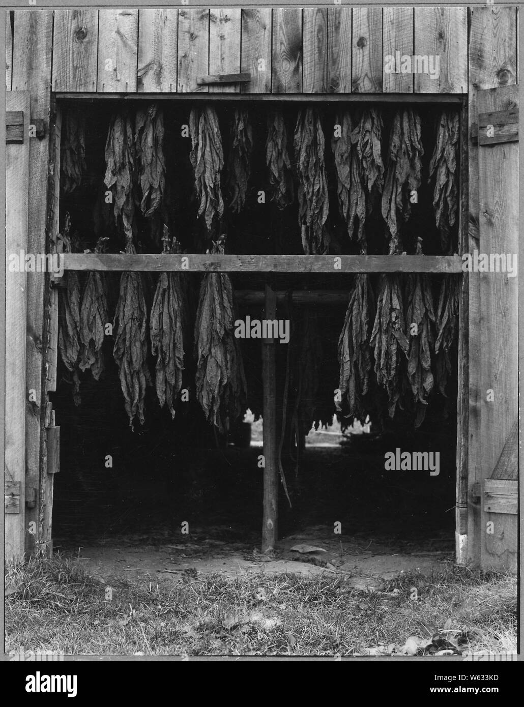 Charles County, Maryland. Tobacco is being air-cured in a family-sized  tobacco barn near Pomfert, Ma . . .; Scope and content: Full caption reads  as follows: Charles County, Maryland. Tobacco is being