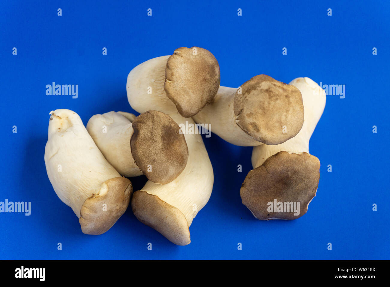 King oyster mushroom Pleurotus eryngii on blue background,Pleurotus
