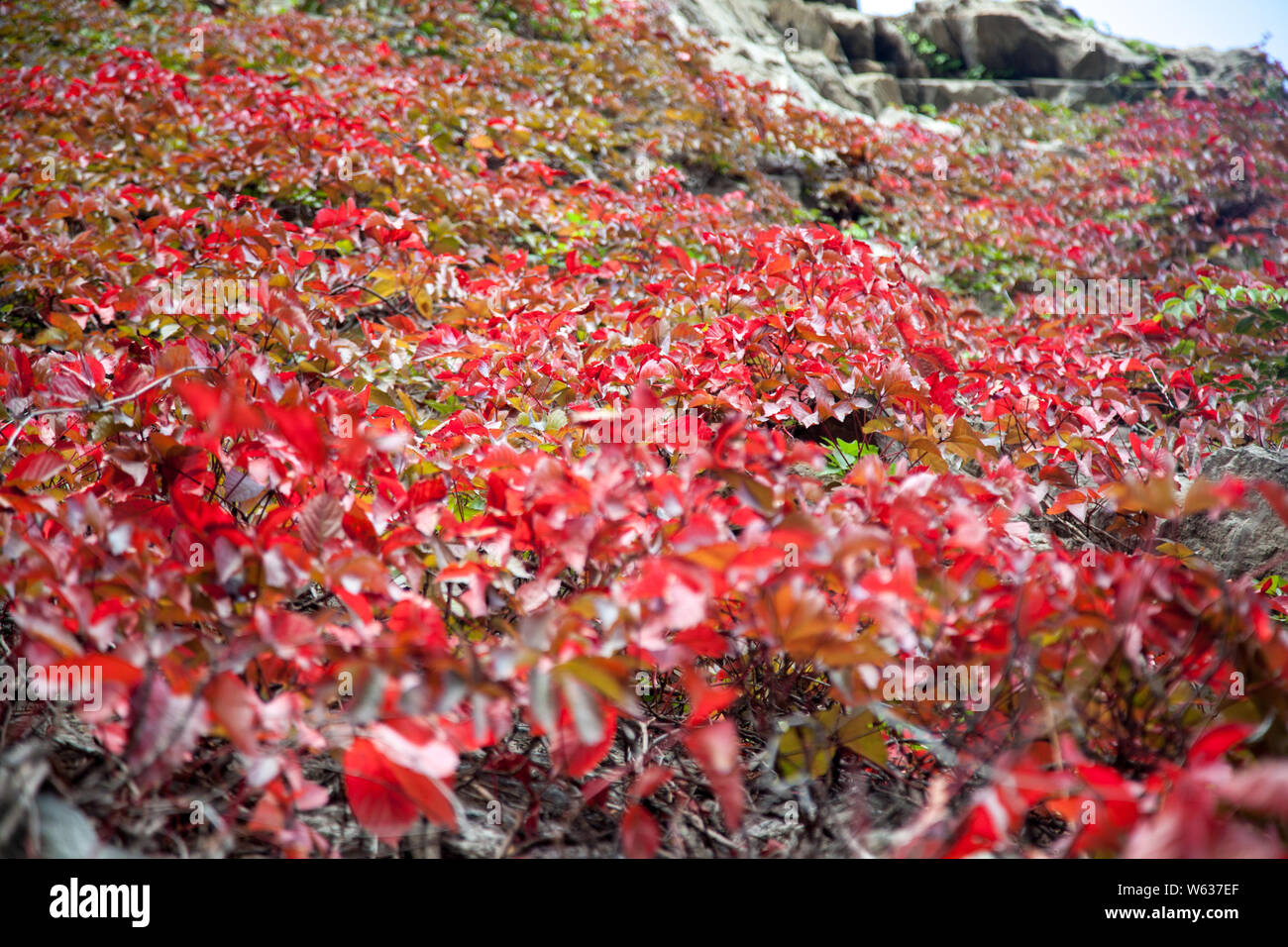 A mountain is covered with Virginia creeper plants in fall color at the