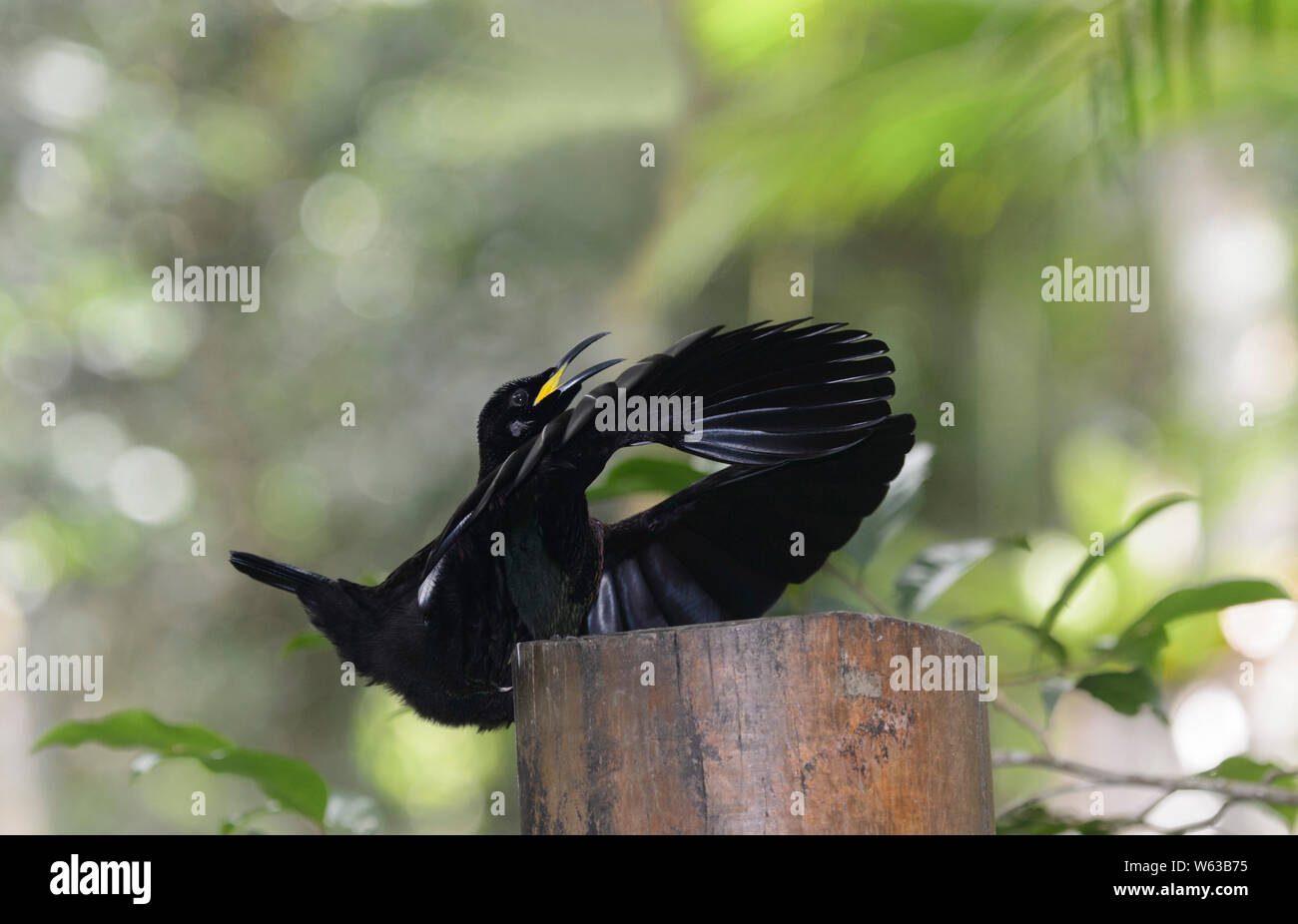 Male Victoria's Riflebird (Ptiloris victoriae) in full mating display on a perch, showing its yellow mouth, Atherton Tablelands, Far North Queensland, Stock Photo