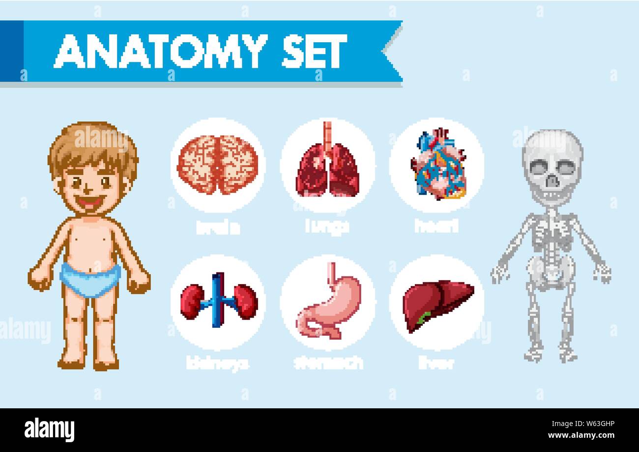 Scientific medical illustration of human anatomy illustration Stock ... Biology Diagrams