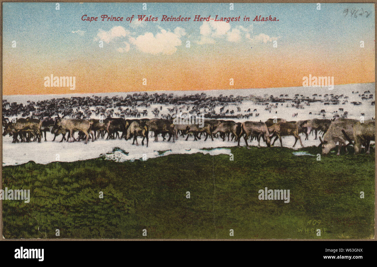 Color post card. Cape Prince of Wales Reindeer Herd--largest in Alaska. Stock Photo