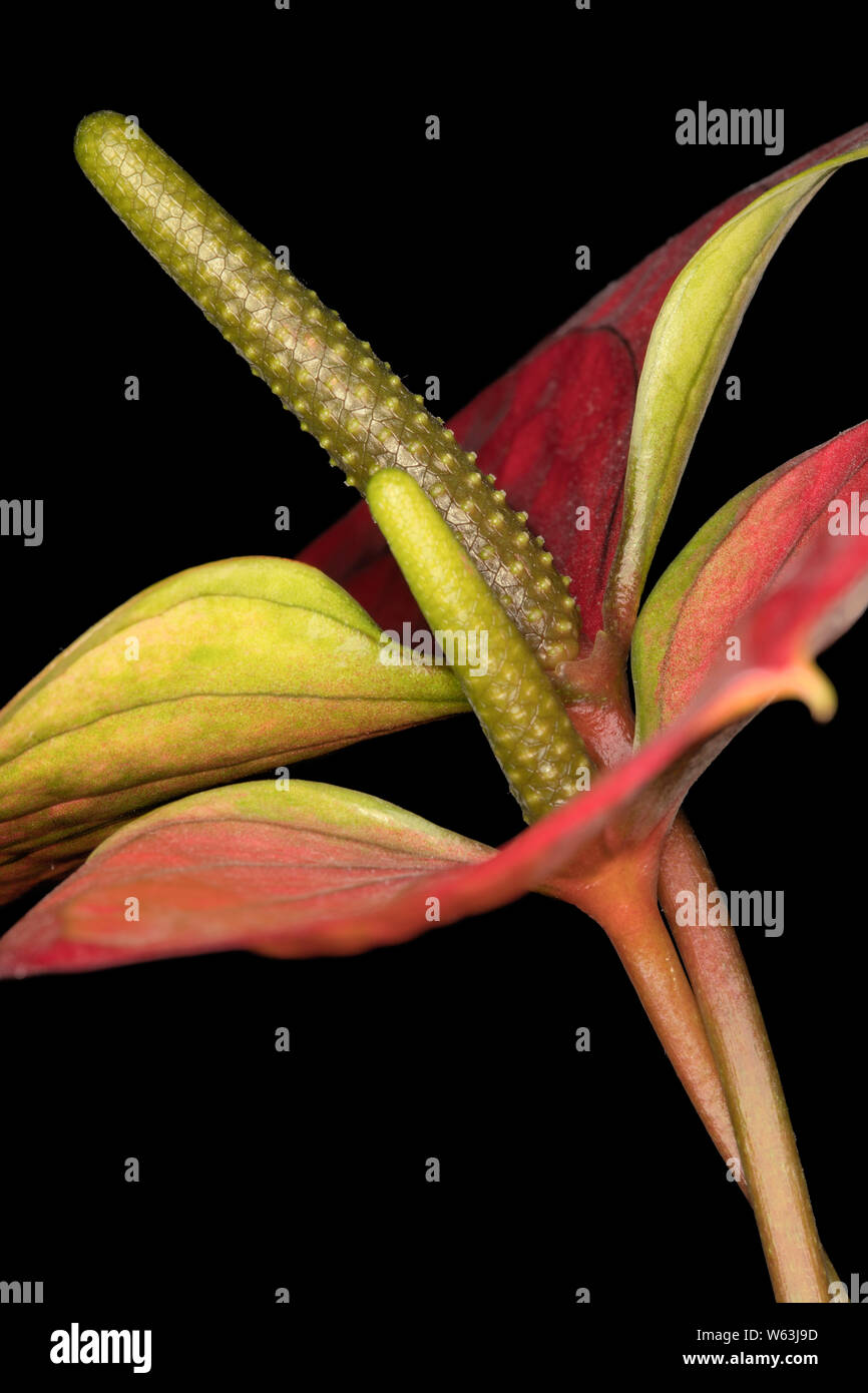 Closeup of a red Anthurium andreanum 'Sweet Dream' on a black background showing fine detail Stock Photo