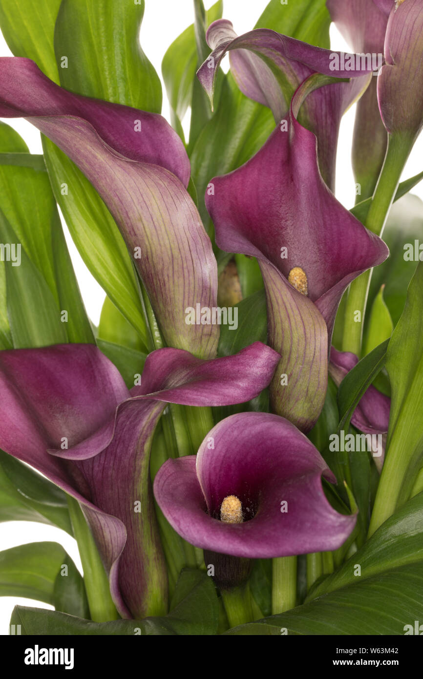 Closeup of a Calla Lily plant Stock Photo