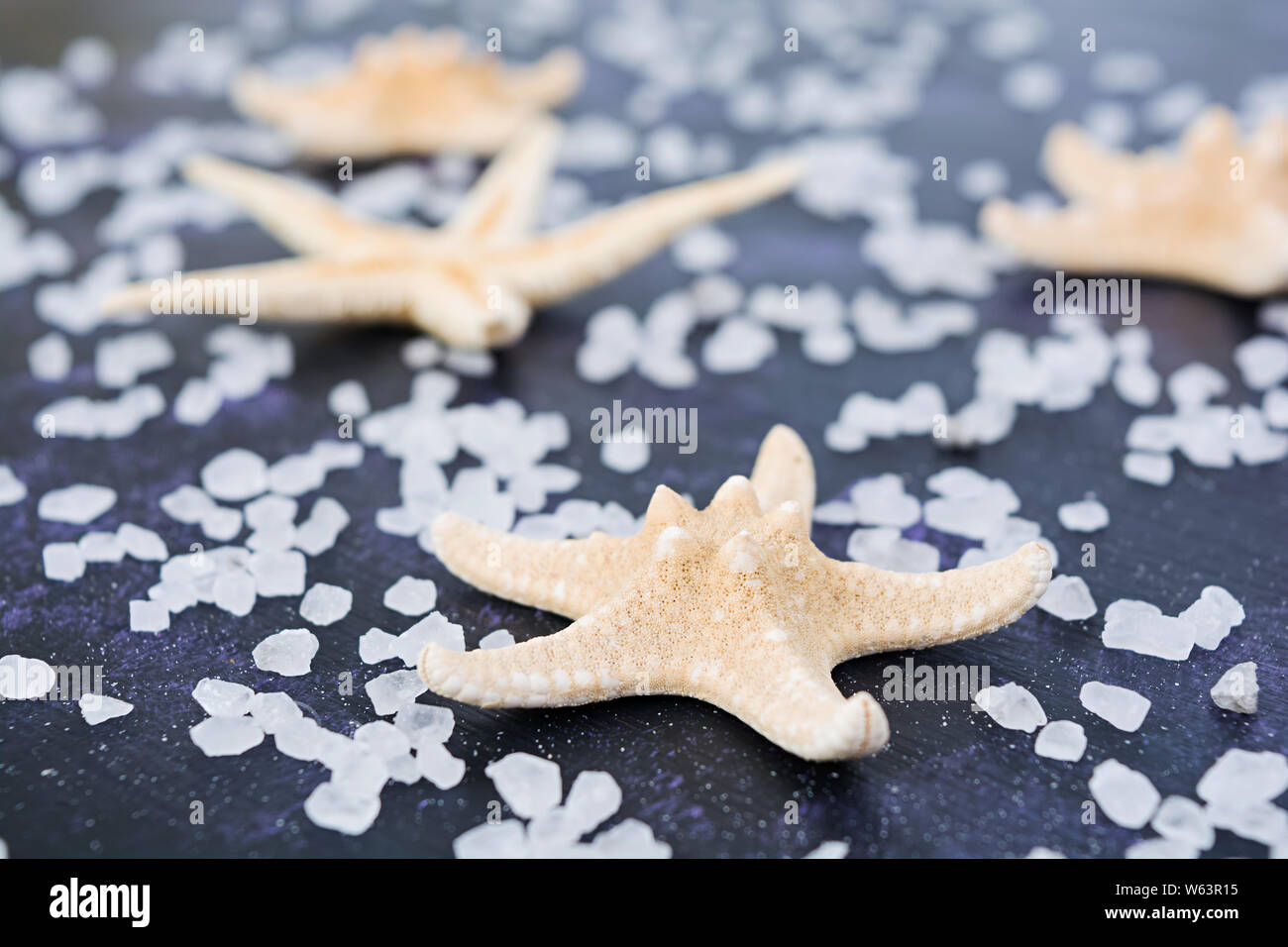 Seashell and starfish on dark background Stock Photo