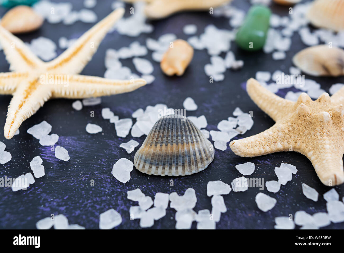 Seashell and starfish on dark background Stock Photo