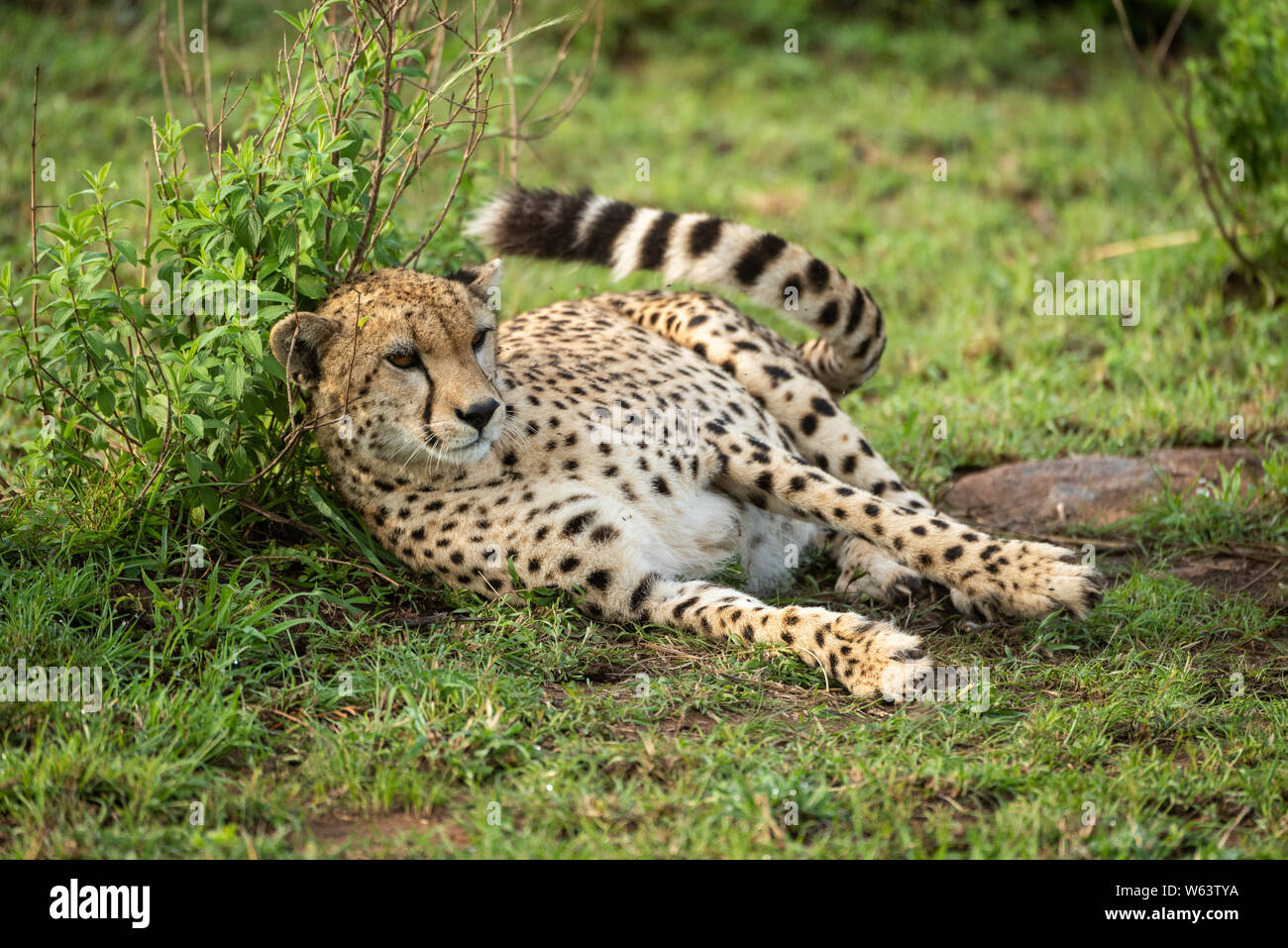Cheetah lies against leafy bush flicking tail Stock Photo