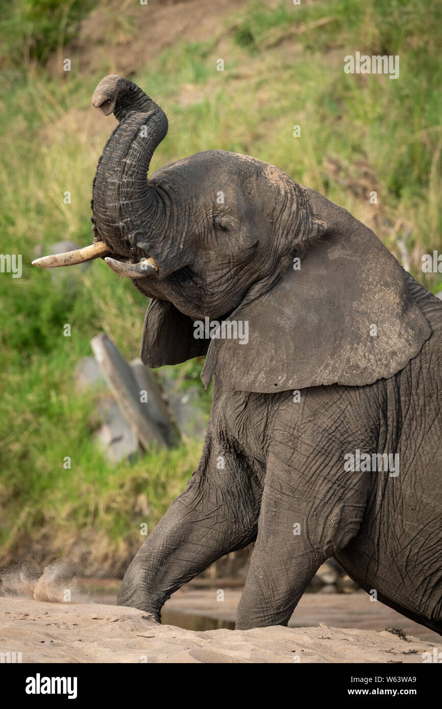 Elephant lifting trunk up hires stock photography and images Alamy