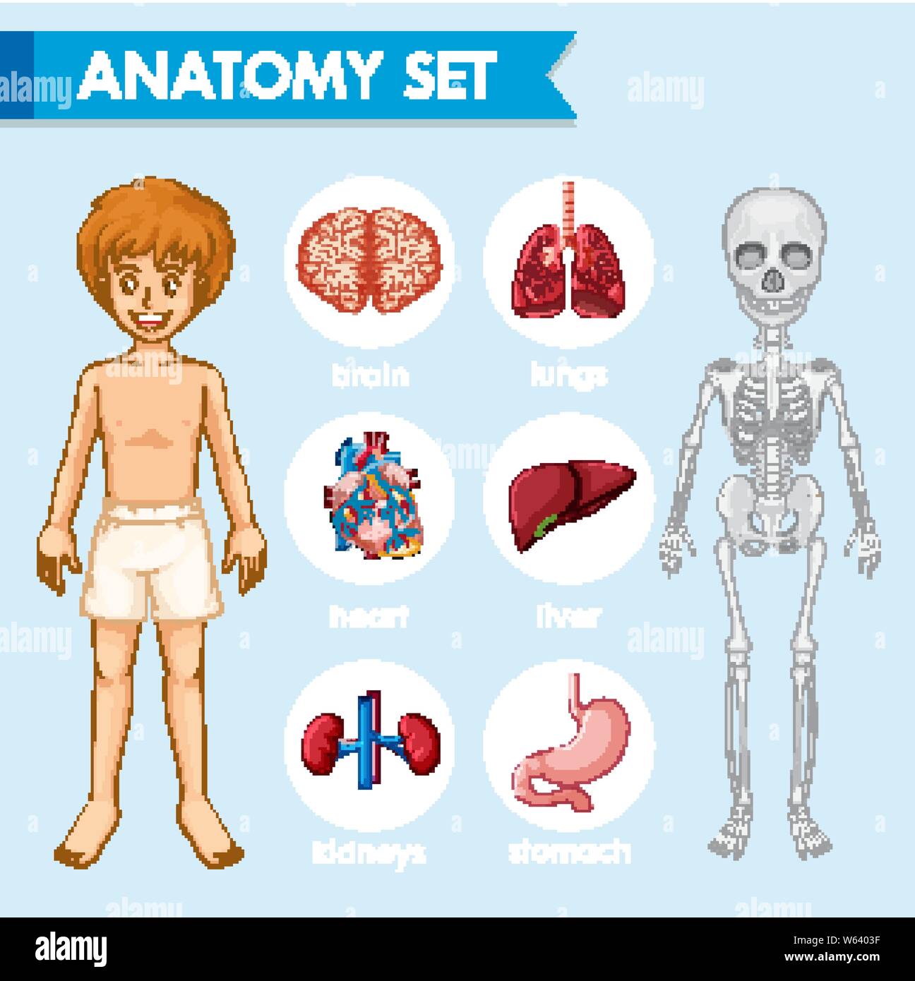 Scientific medical illustration of humn anatomy illustration Stock Vector